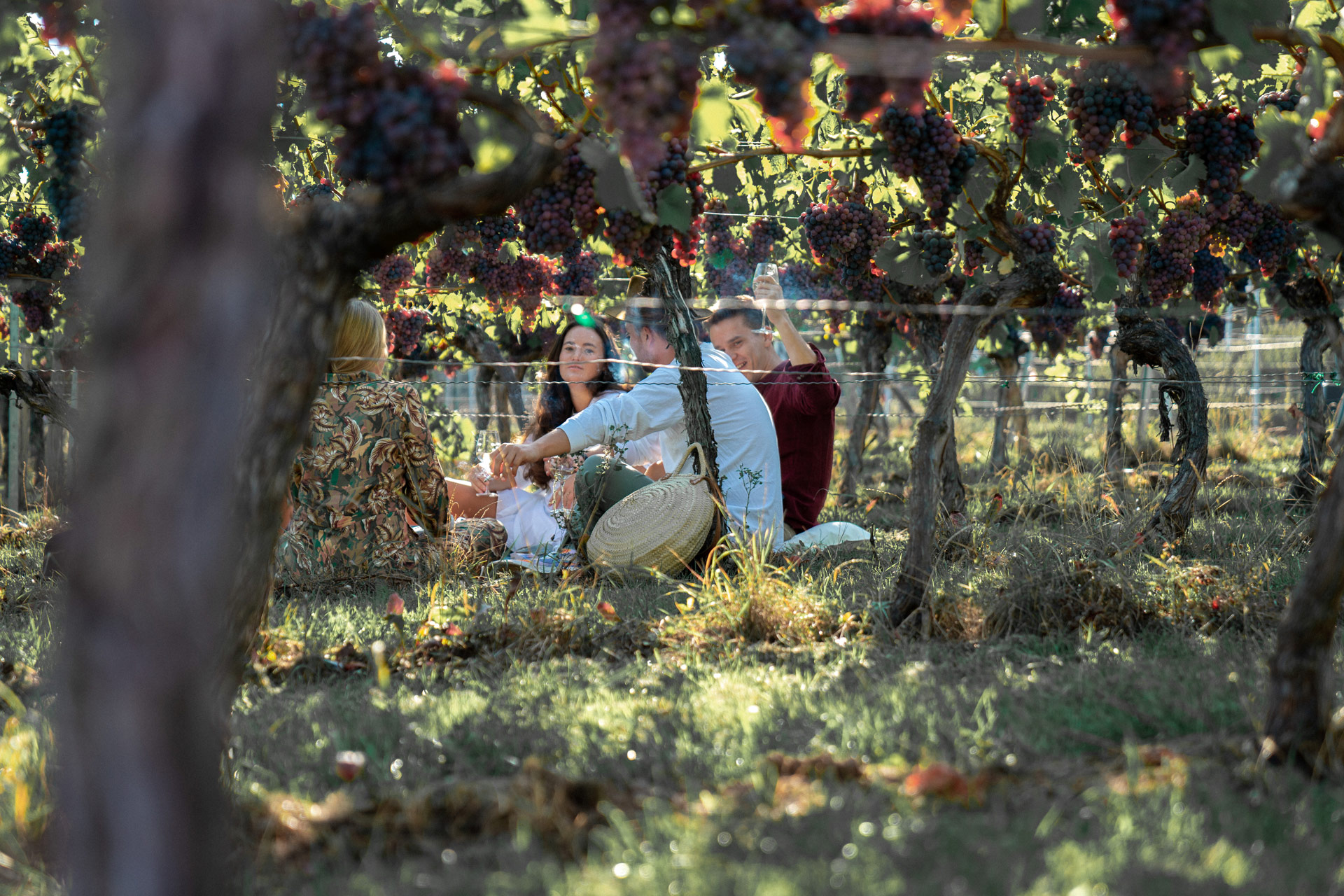 Weingut der Landeshauptstadt Stuttgart | Picknick zwischen den Reben | Copyright Roya Fitz