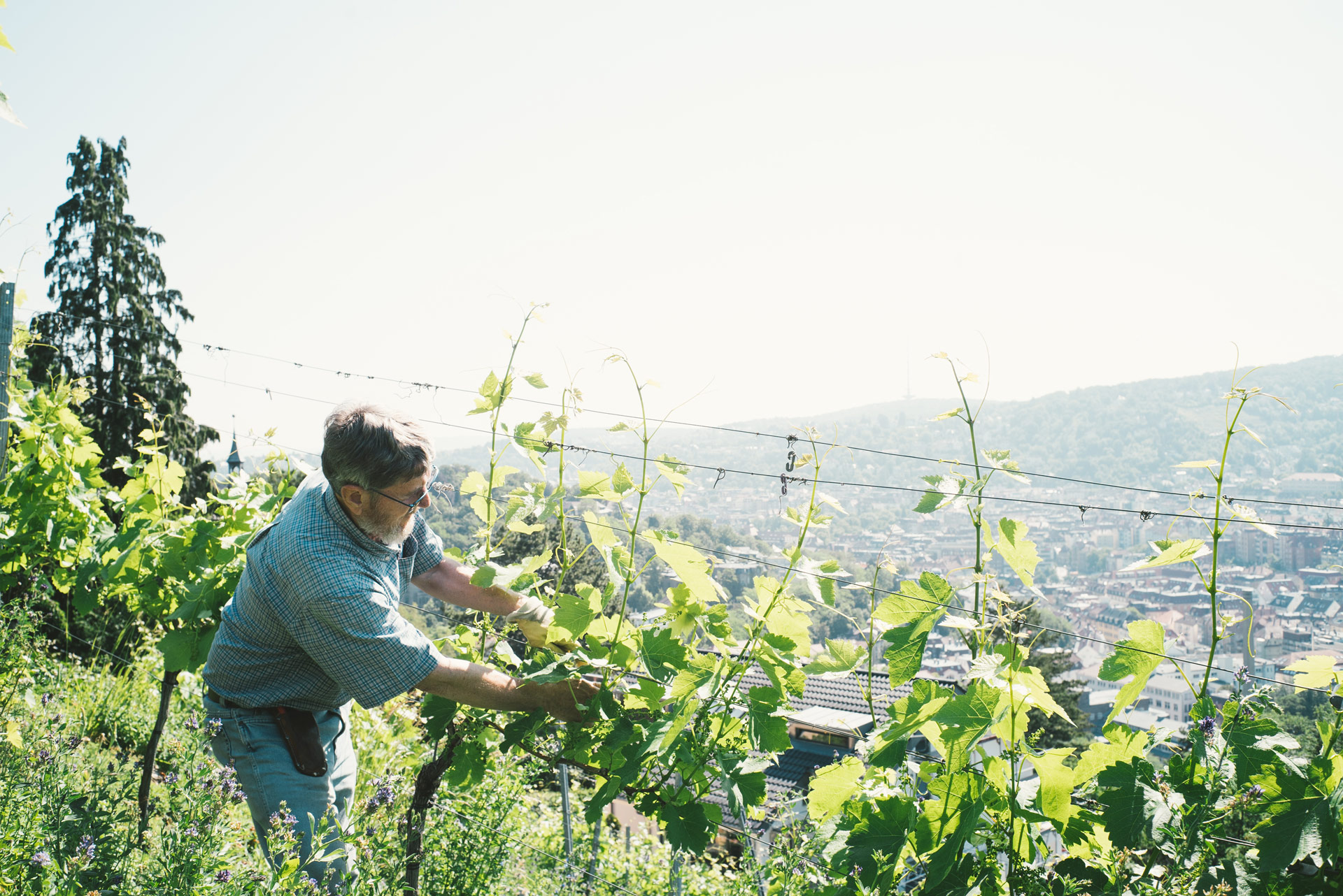 Urbane Weinkultur erleben Weingut der Landeshauptstadt Stuttgart